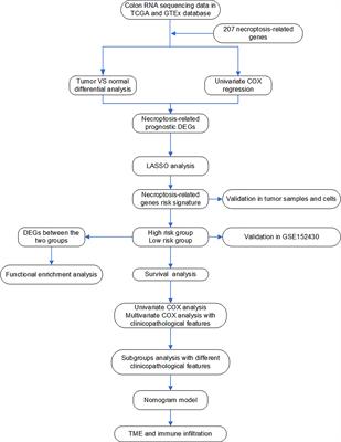 Identification of necroptosis-related genes for predicting prognosis and exploring immune infiltration landscape in colon adenocarcinoma